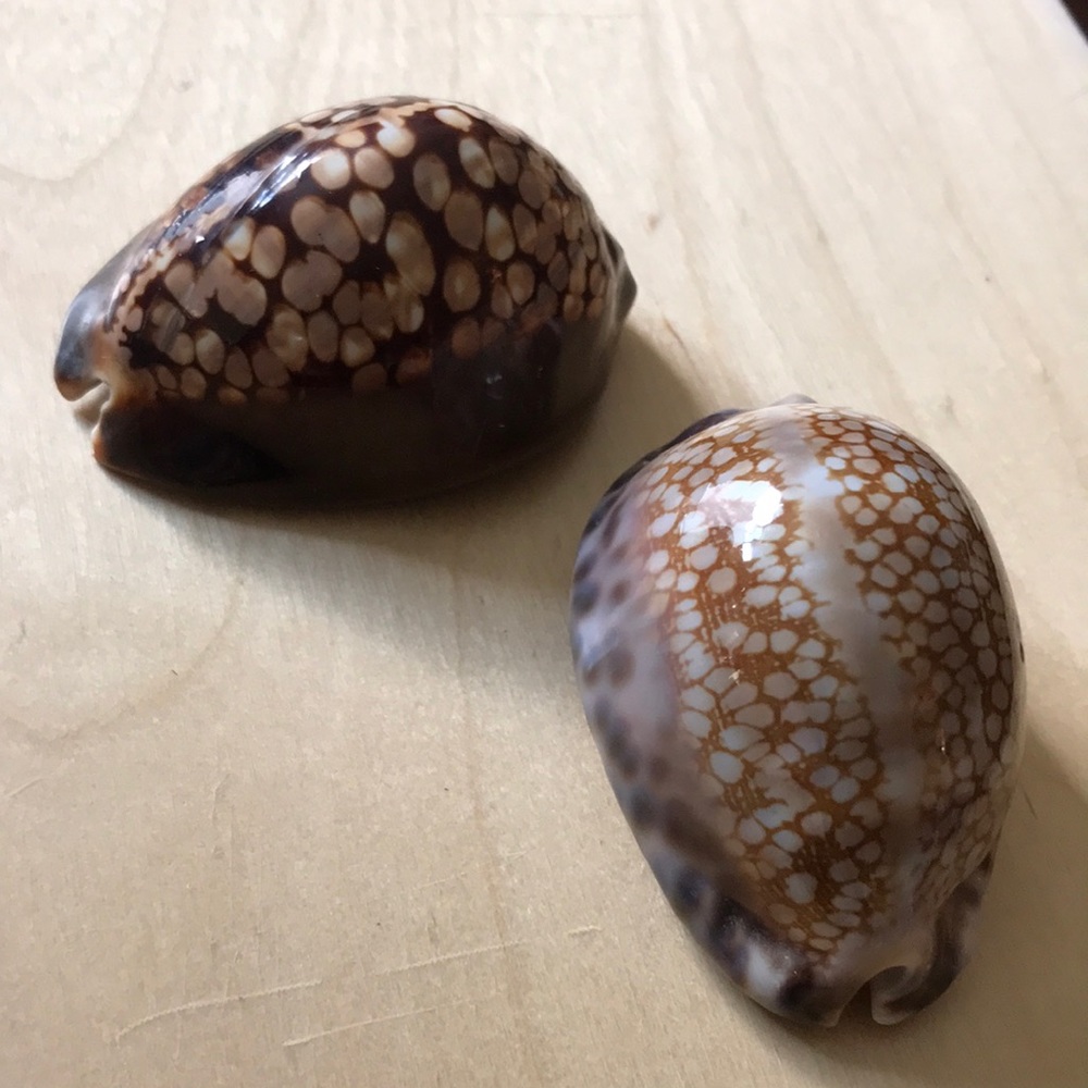 Handmade and painted Glass Cowrie shells 2” great condition lovely accent piece
